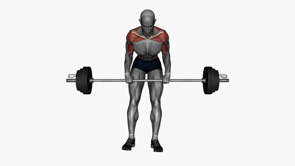 Effective Barbell Bent Over Row Supinated Grip: A Back-Strengthening Power Move