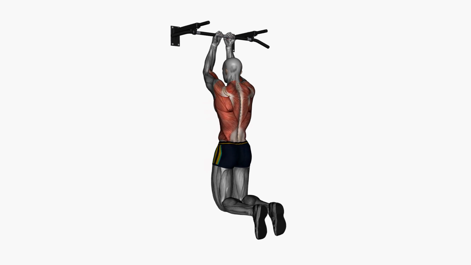 Build Strong Back Muscles with Reverse Close Grip Chin Ups