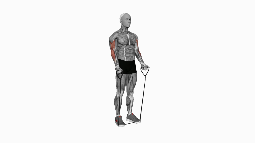 Beginner performing Band Close-Grip Biceps Curl with proper form