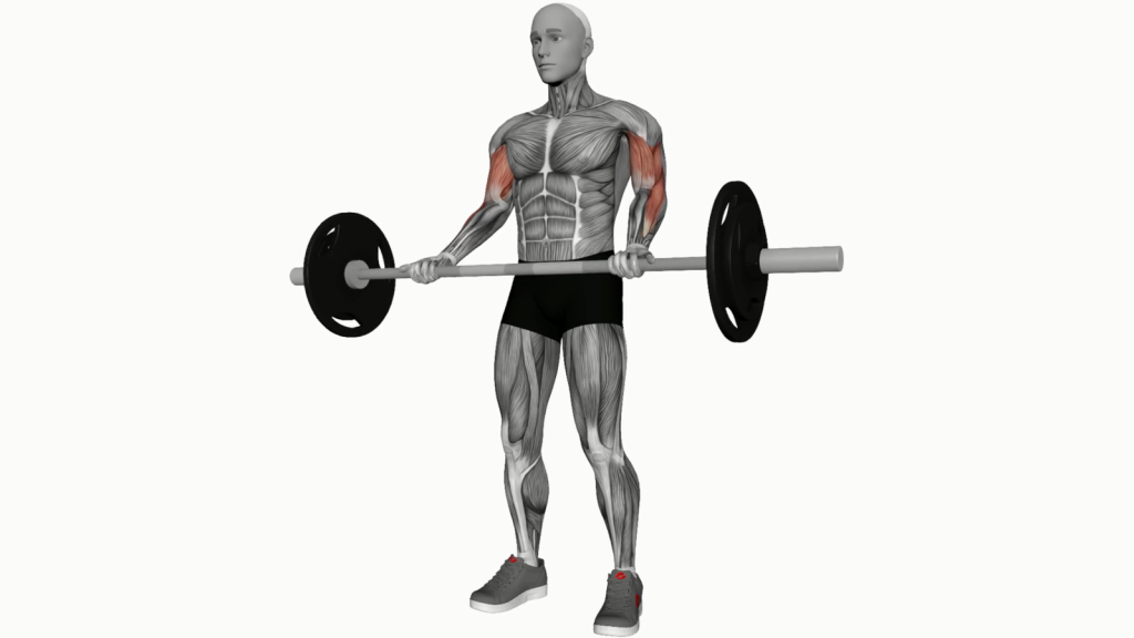 Beginner doing Barbell Biceps Curl with proper form
