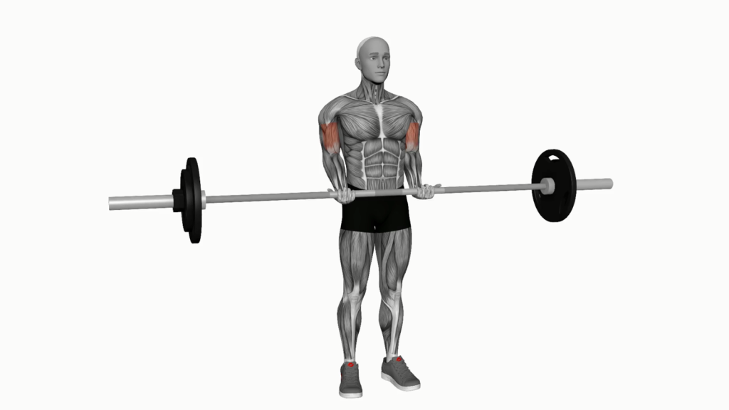 Beginner performing Barbell Standing Close Grip Curl with correct form