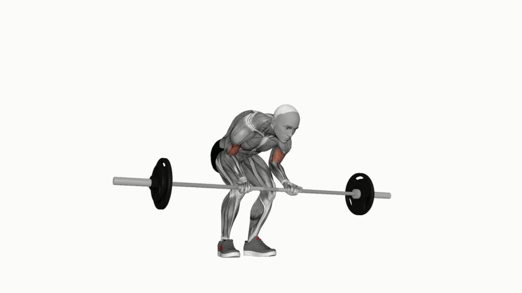 Beginner performing Barbell Standing Concentration Curl with correct form