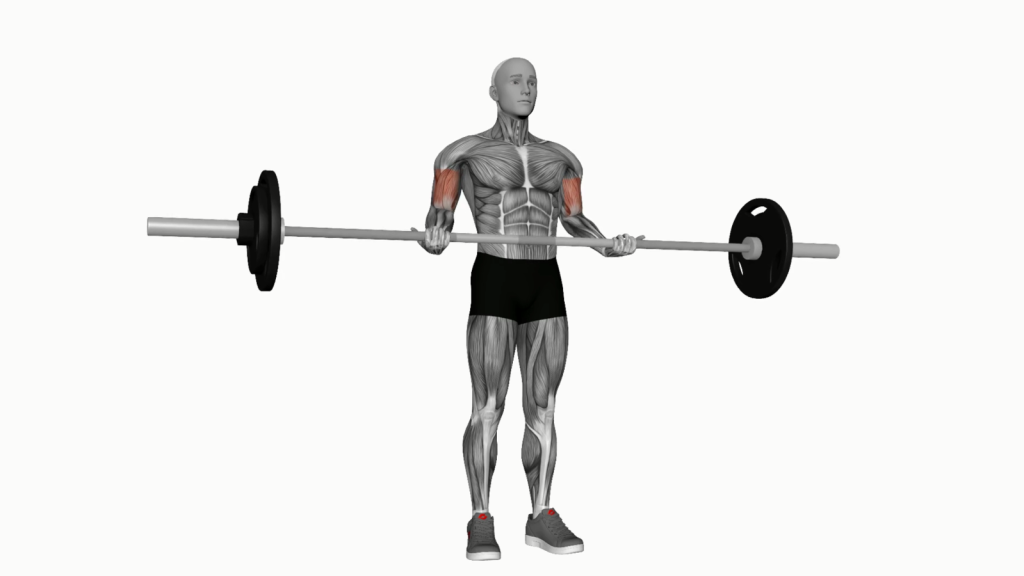 Beginner performing Barbell Standing Wide Grip Biceps Curl with correct form