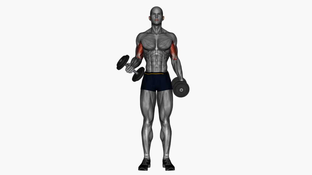 Beginner performing Dumbbell Curl with Supination Grip for effective arm workout