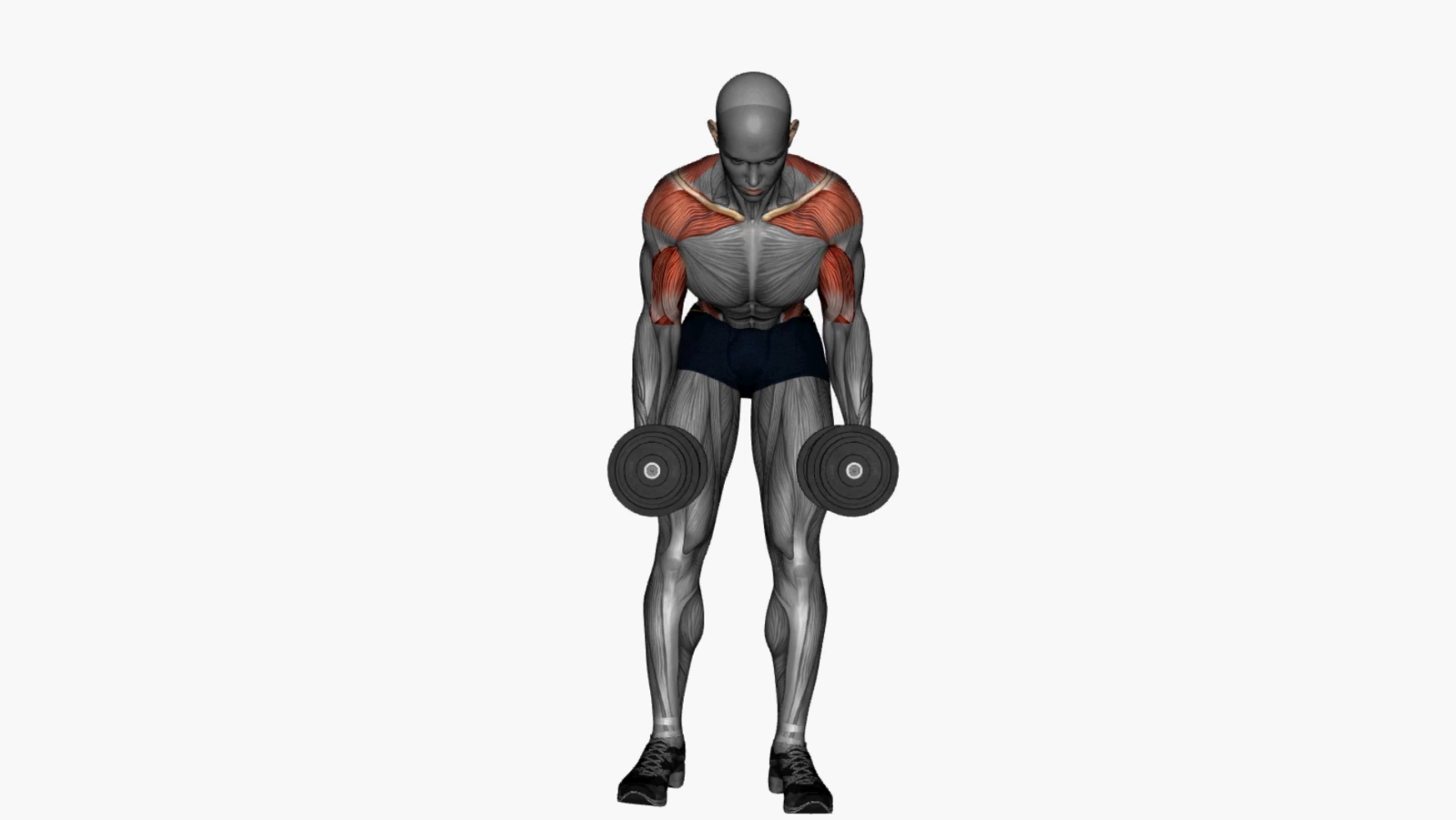 Mastering The Dumbbell Bent Over Row A Comprehensive Guide For Beginners 