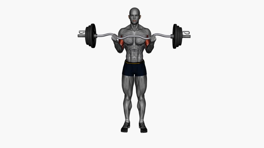 Beginner performing EZ Bar Biceps Curl with correct form