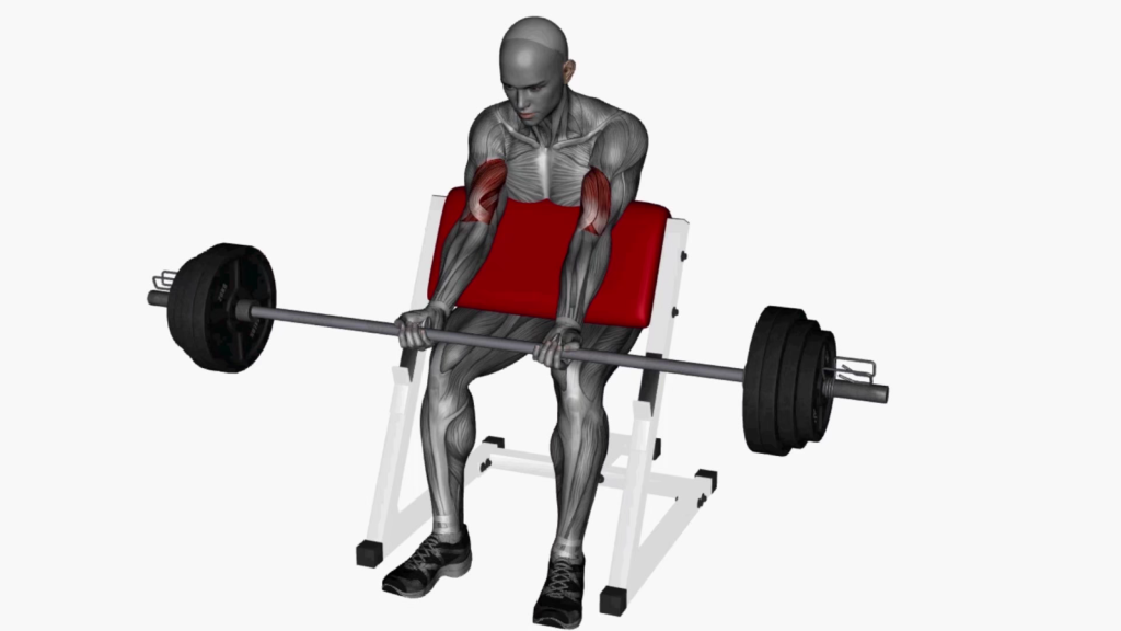 Beginner doing preacher curl with barbell in gym setting