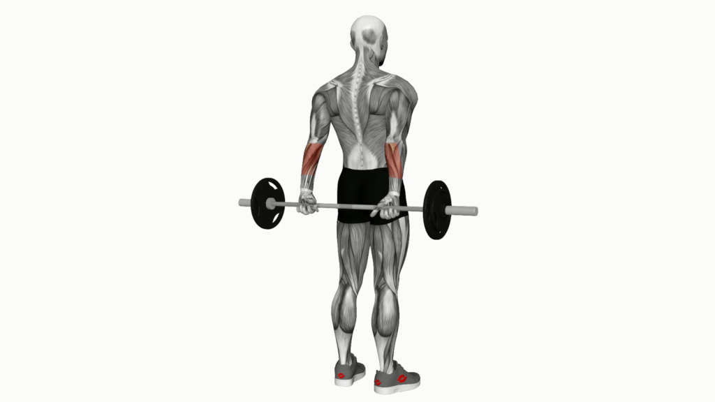 Beginner performing Barbell Standing Back Wrist Curl with correct form.