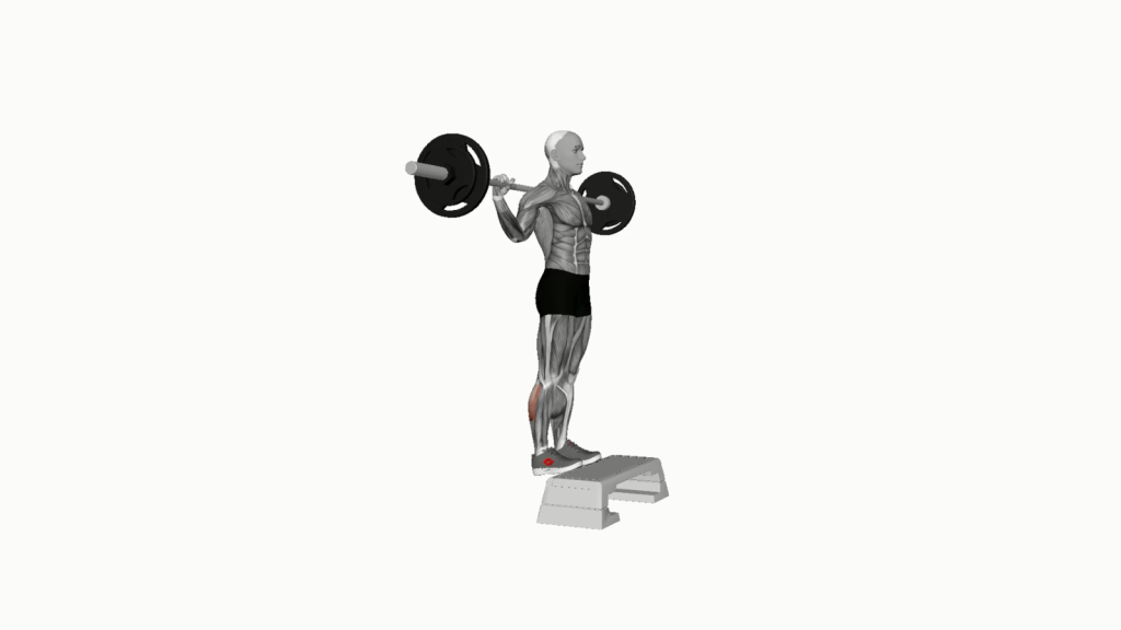 Beginner doing Barbell Standing Leg Calf Raises with correct posture and technique