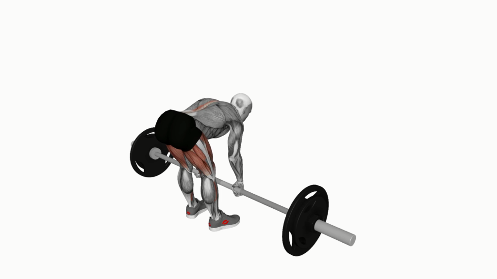 Beginner performing Barbell Stiff Leg Deadlift with correct posture and technique