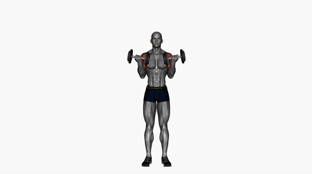 Demonstration of dumbbell bicep curl transitioning into shoulder press, ideal for beginners.
