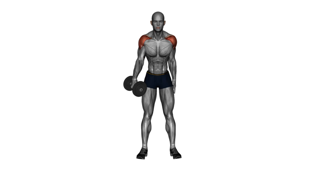 Beginner performing Dumbbell One Arm Lateral Raise exercise with proper form.