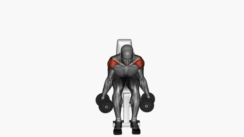 Beginner performing Seated Lateral Raise with Dumbbell and Swing Technique