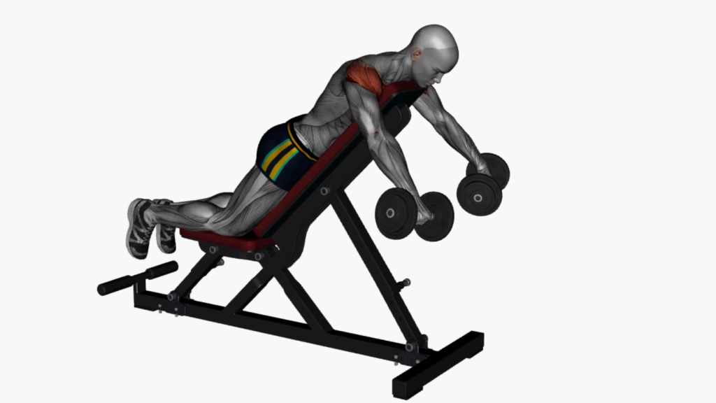 Instructional image of Prone Rear Delt Fly on Bench exercise