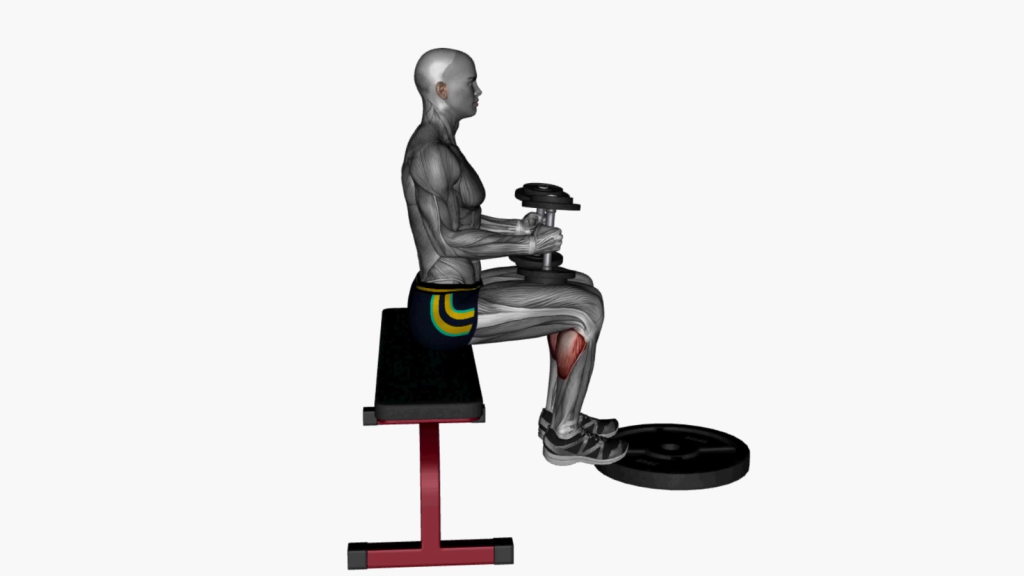 Person doing seated calf raises with dumbbell on knee for calf muscle strengthening