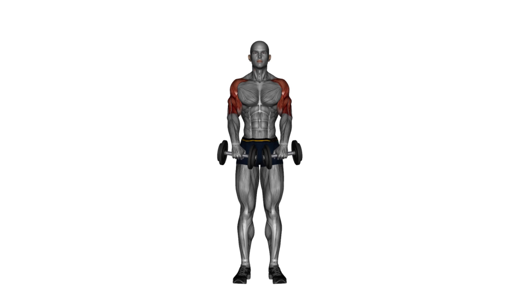 Person doing standing front raise exercise with dumbbells for shoulder strength